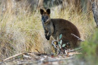 Klokan bazinny - Wallabia bicolor - Swamp Wallaby 6599